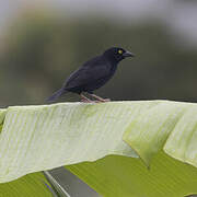 Vieillot's Black Weaver