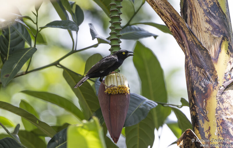 Vieillot's Black Weaver male adult breeding