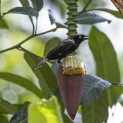 Vieillot's Black Weaver