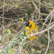 Vitelline Masked Weaver