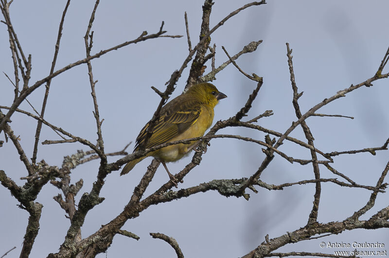 Vitelline Masked Weaver female adult breeding