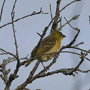 Vitelline Masked Weaver