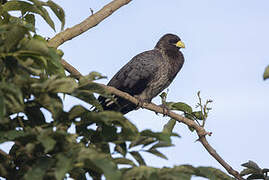 Eastern Plantain-eater