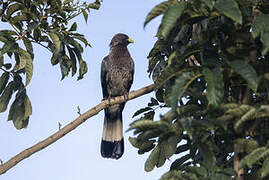 Eastern Plantain-eater