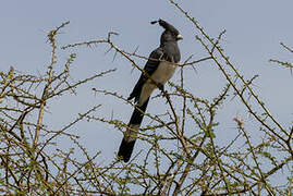 White-bellied Go-away-bird