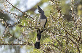 White-bellied Go-away-bird