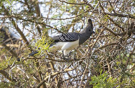 White-bellied Go-away-bird