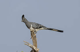 White-bellied Go-away-bird