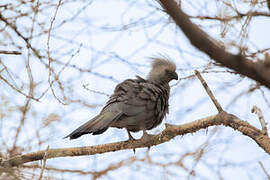 Grey Go-away-bird