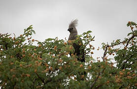 Grey Go-away-bird