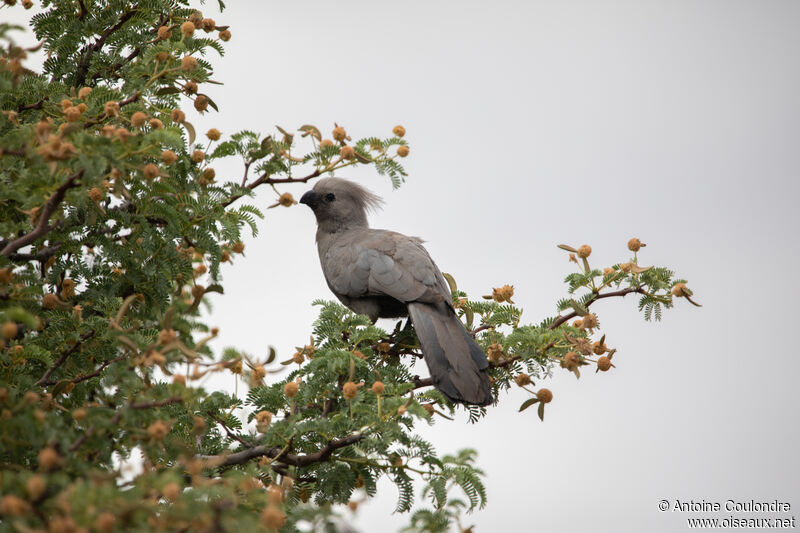 Grey Go-away-birdadult