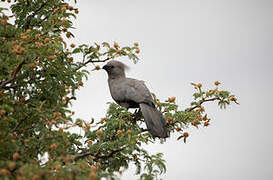 Grey Go-away-bird