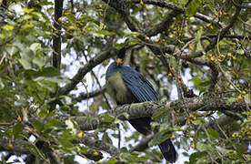 Great Blue Turaco