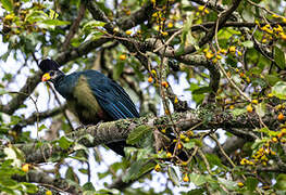 Great Blue Turaco