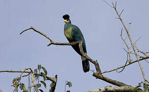 Great Blue Turaco