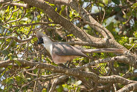 Bare-faced Go-away-bird