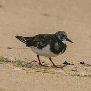 Ruddy Turnstone