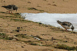 Ruddy Turnstone