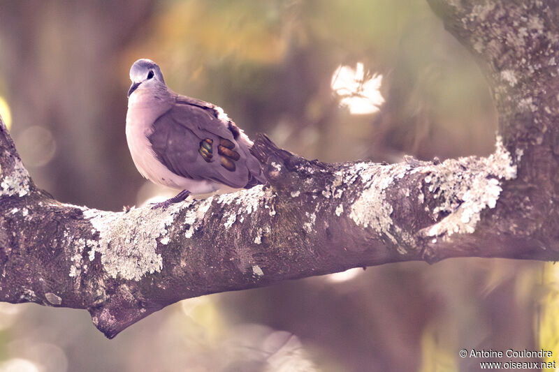 Emerald-spotted Wood Doveadult