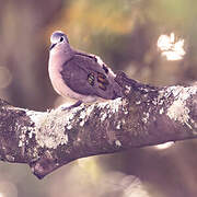 Emerald-spotted Wood Dove