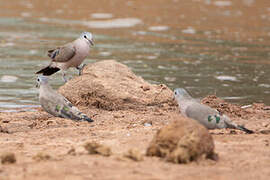 Emerald-spotted Wood Dove