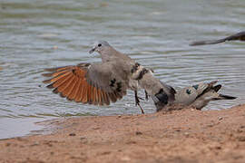 Emerald-spotted Wood Dove