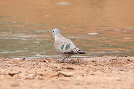 Emerald-spotted Wood Dove