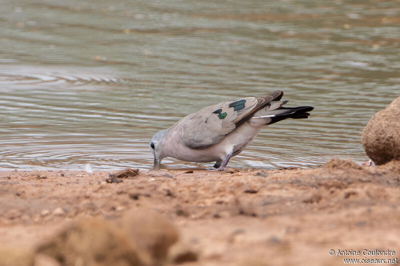 Emerald-spotted Wood Doveadult, drinks