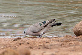 Emerald-spotted Wood Dove