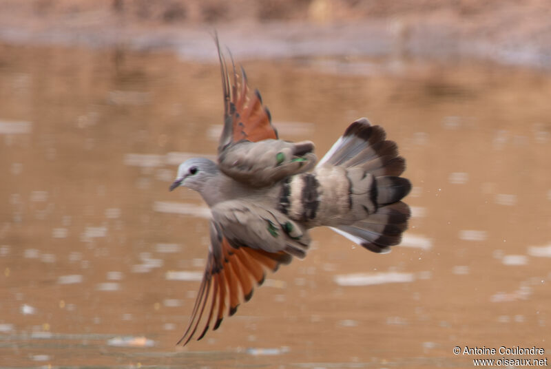 Emerald-spotted Wood Dove, Flight