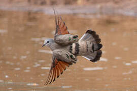 Emerald-spotted Wood Dove