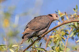 Red-eyed Dove