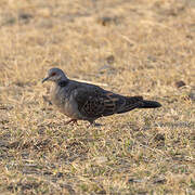 Dusky Turtle Dove