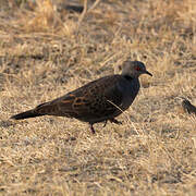 Dusky Turtle Dove