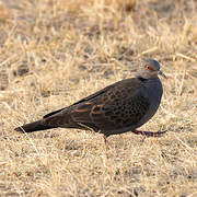 Dusky Turtle Dove