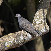 Dusky Turtle Dove