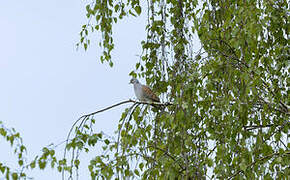 European Turtle Dove