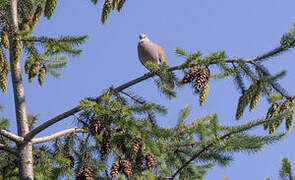 European Turtle Dove