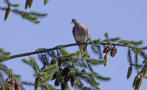 European Turtle Dove