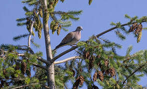 European Turtle Dove