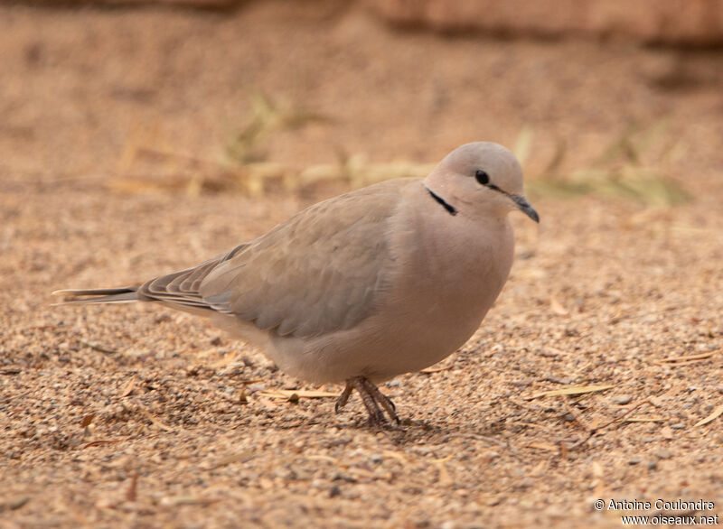 Ring-necked Doveadult