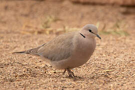 Ring-necked Dove