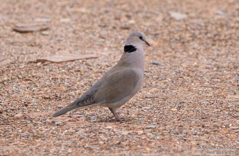 Ring-necked Dove male, courting display, song