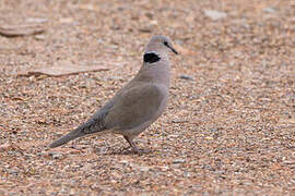 Ring-necked Dove