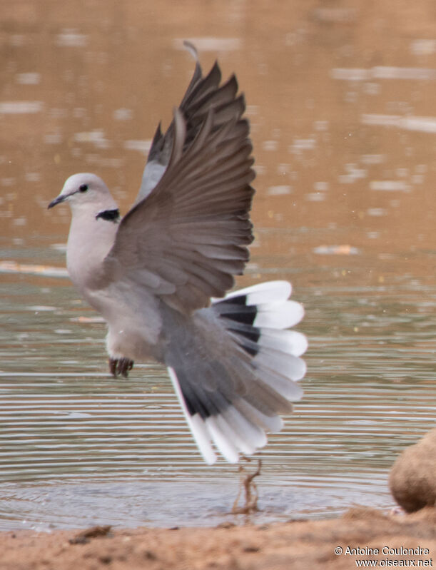 Ring-necked Doveadult