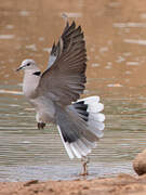 Ring-necked Dove