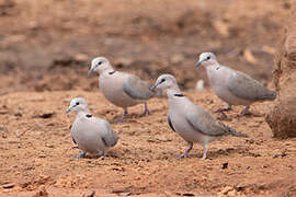 Ring-necked Dove