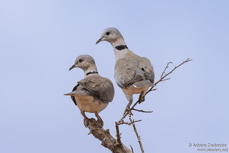 Ring-necked Doveadult