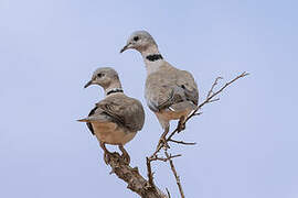 Ring-necked Dove