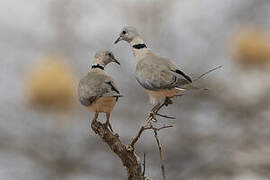 Ring-necked Dove